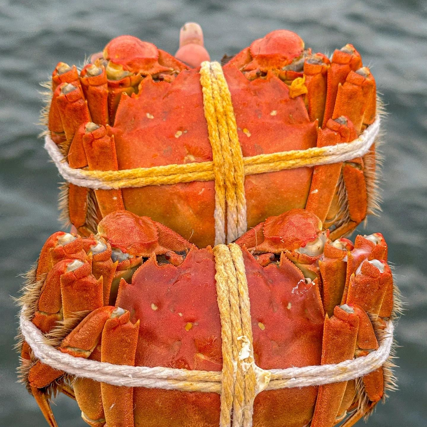 活蟹江苏河蟹公蟹3·0-2·7两京东顺丰 买6只送2只