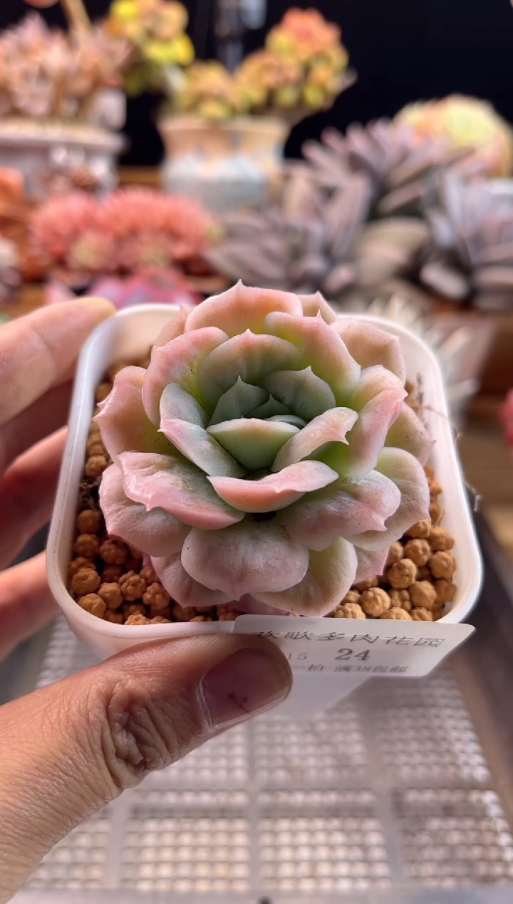 【闪购商品】2.15-24泡泡纱裙小号