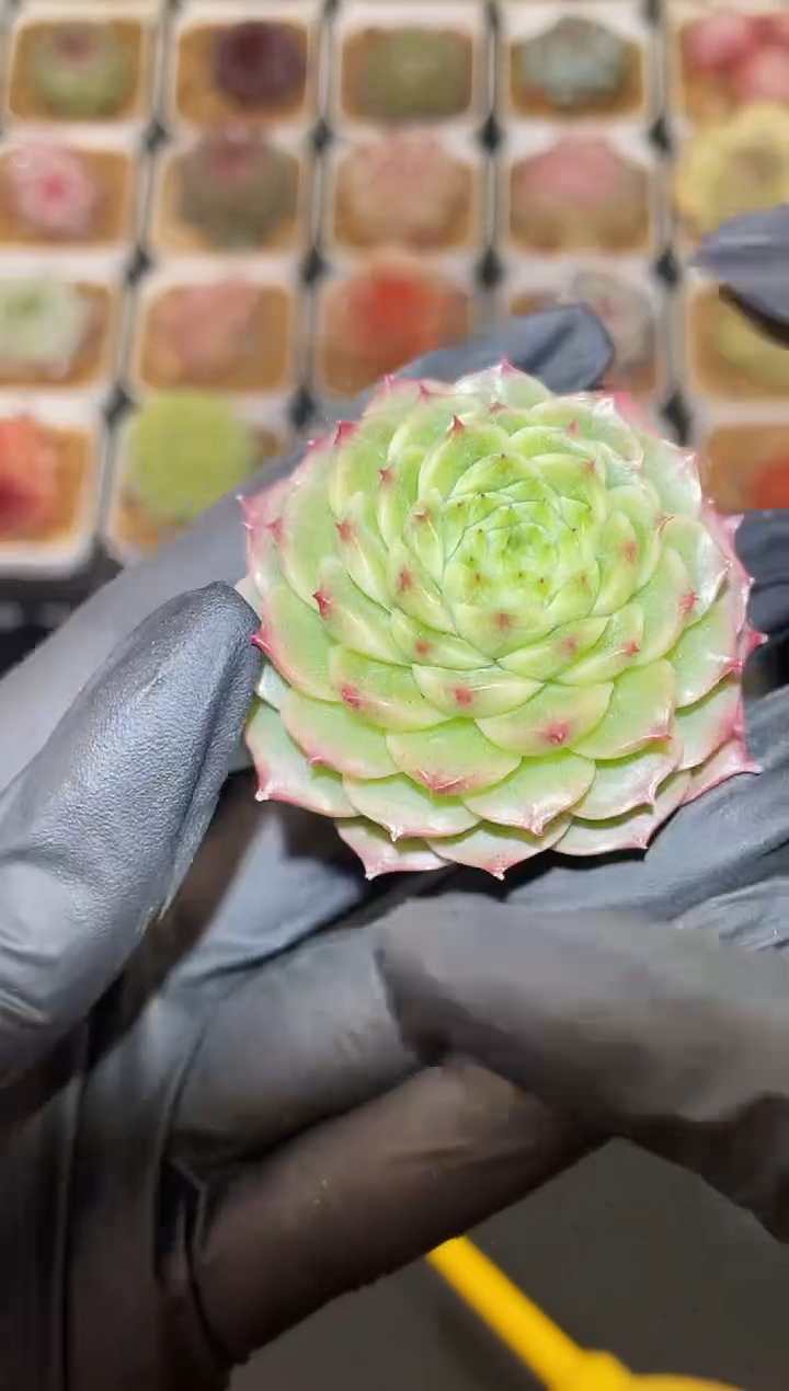 闪购2953 童谣多肉一颗  4-4.5厘米