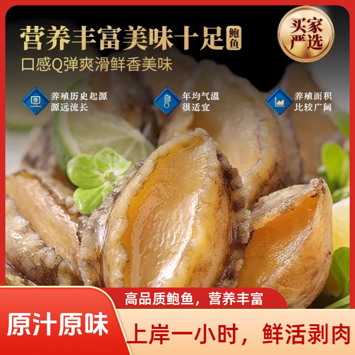 【顺丰冷链】江船长精品中号鲍鱼肉活鲍速冻去壳去牙去内脏hh