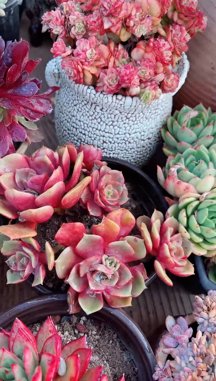 【闪购商品】23249