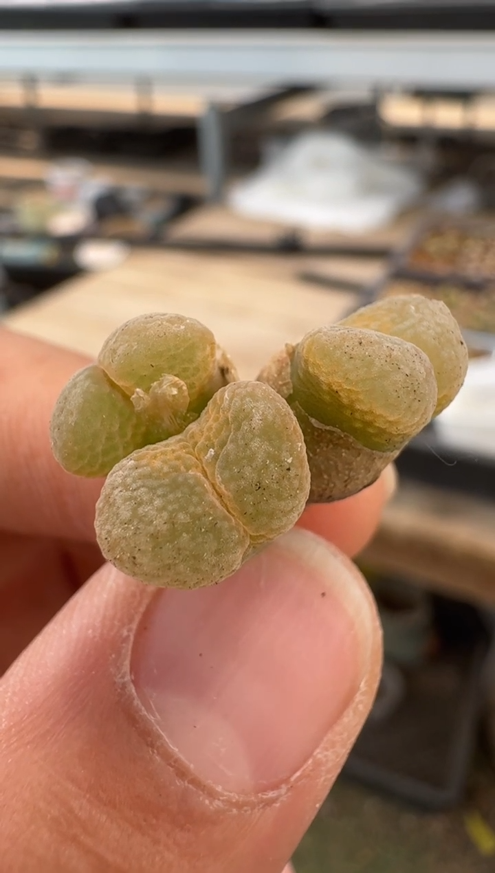 美丽的肉石头（25-31）-180