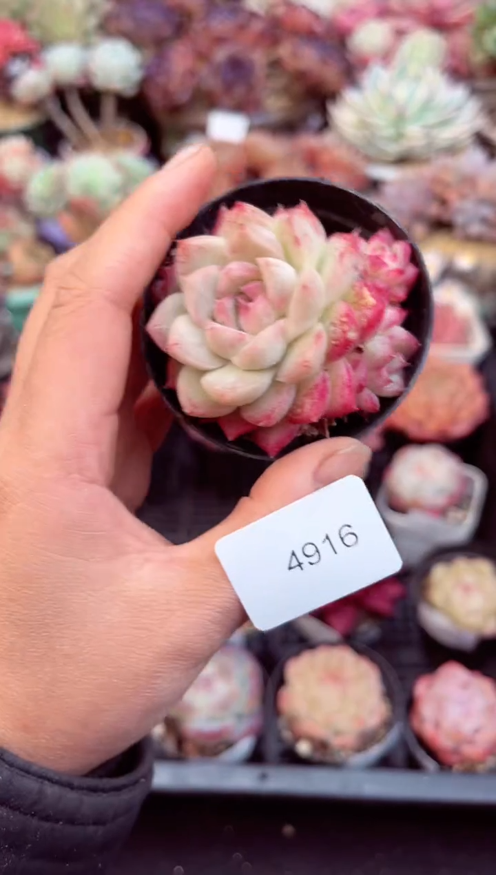 【闪购商品】4916单头多肉