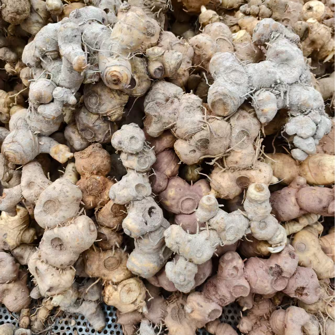 (养者荣耀)新鲜多花 黄姜果500g