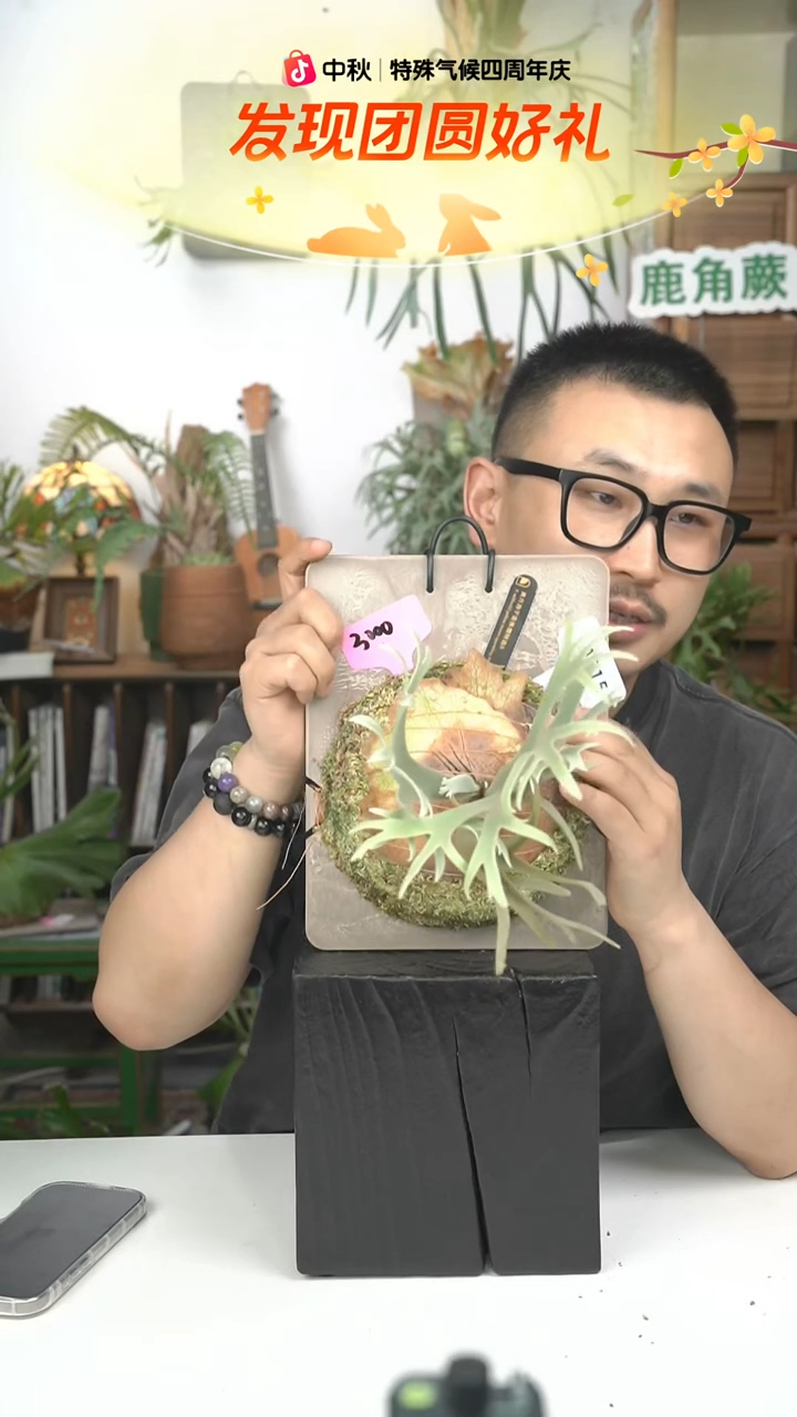 不开花植物A915-黄月孢子苗侏儒特选S