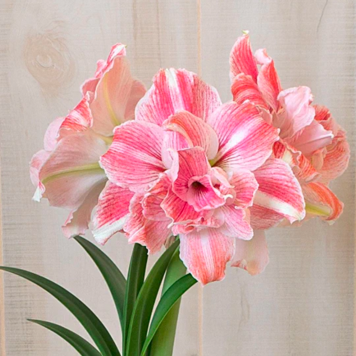 进口南非重瓣朱顶红【初恋】 艺晓花卉（实际偏小1到3公分）