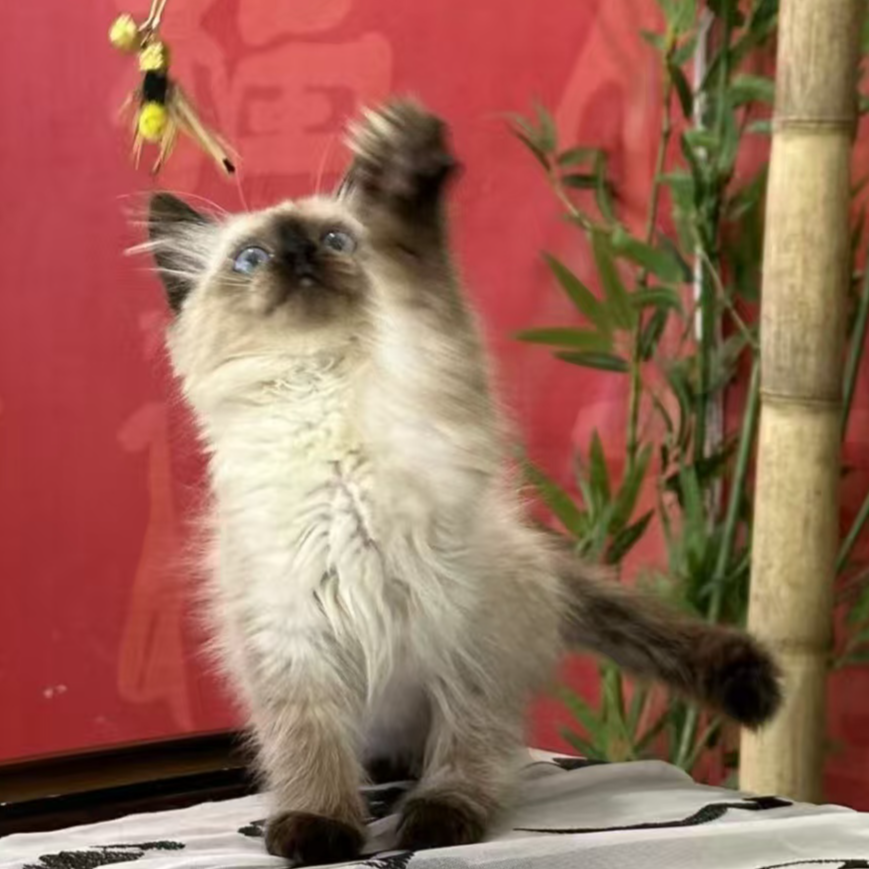 【温暖家的猫】可爱宠物猫咪