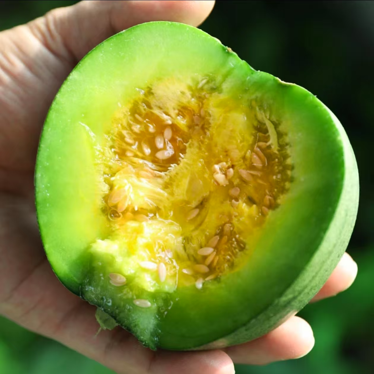 【满5包包邮】绿宝石甜瓜子皮薄香瓜种子菜园阳台庭院盆栽四季种植