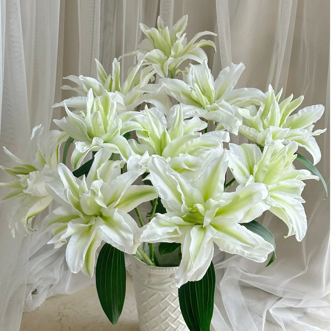 【新品推荐】【艾莎重瓣百合】云南鲜花 任意两件升级顺丰送货