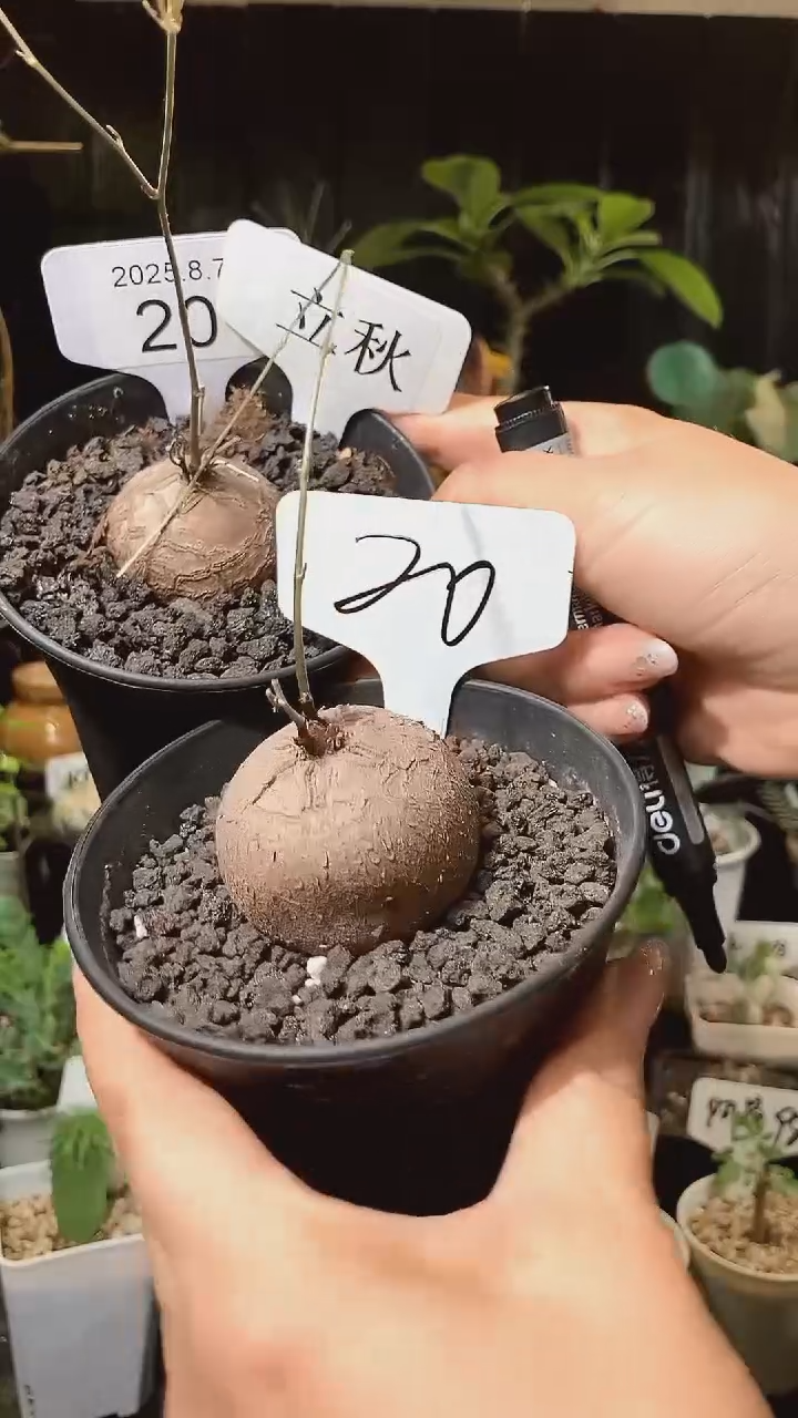 20号807立秋福利南非龟甲龙买1个送1个