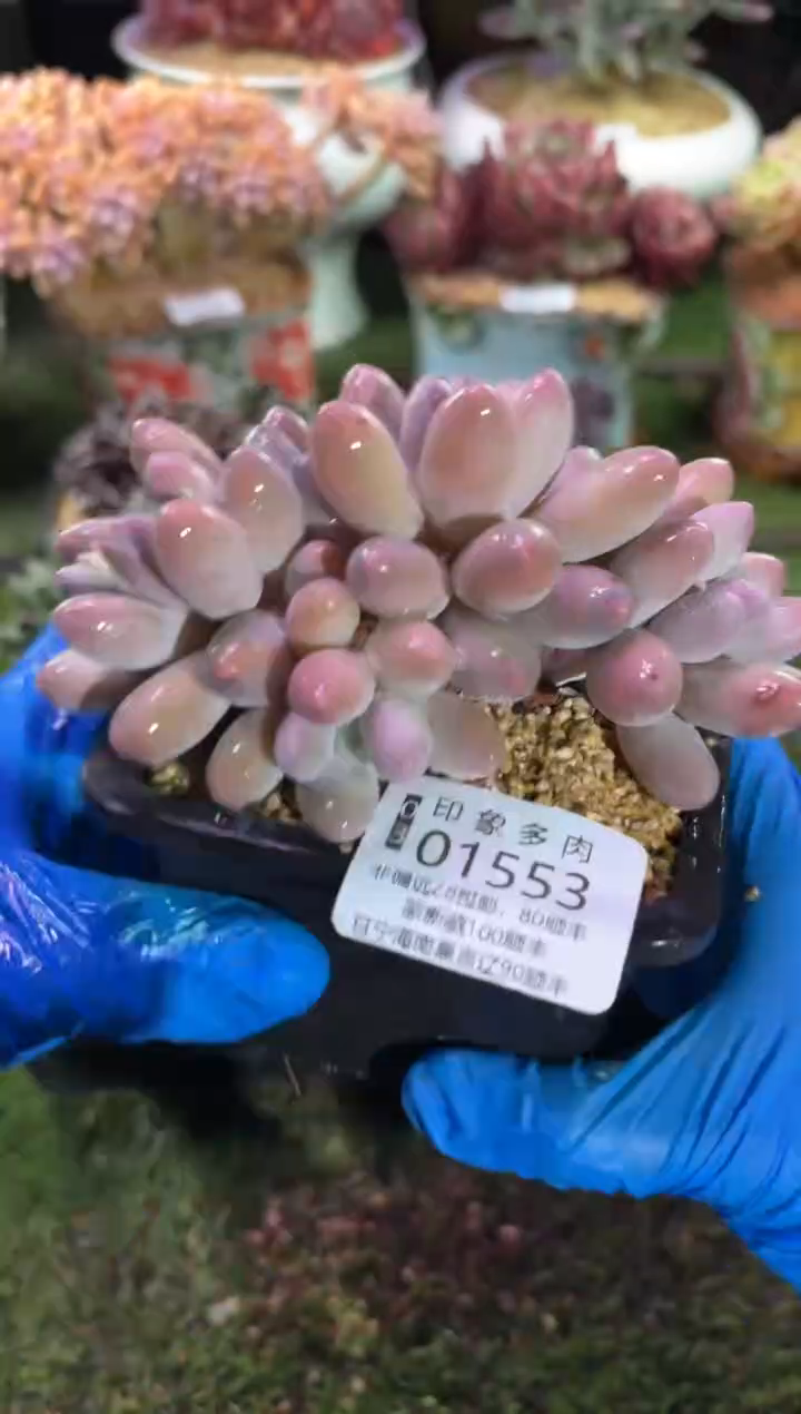 【闪购商品】01553