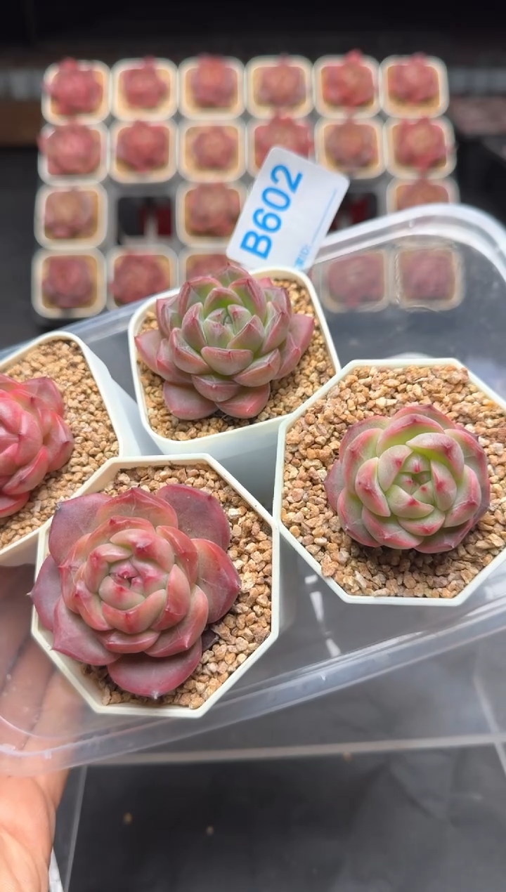 【闪购商品】602号一物一拍4-7cm包邮4颗