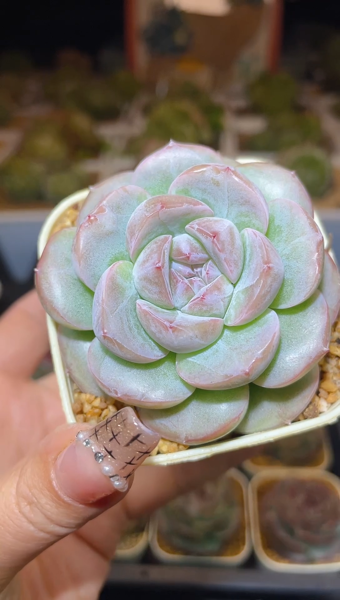 【闪购商品】268珍妮