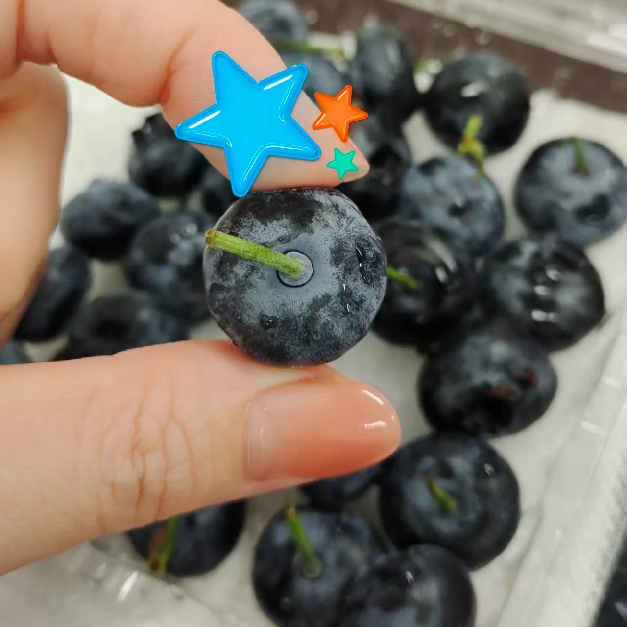 【来此购专属】迷迭蓝莓纯甜口带枝
