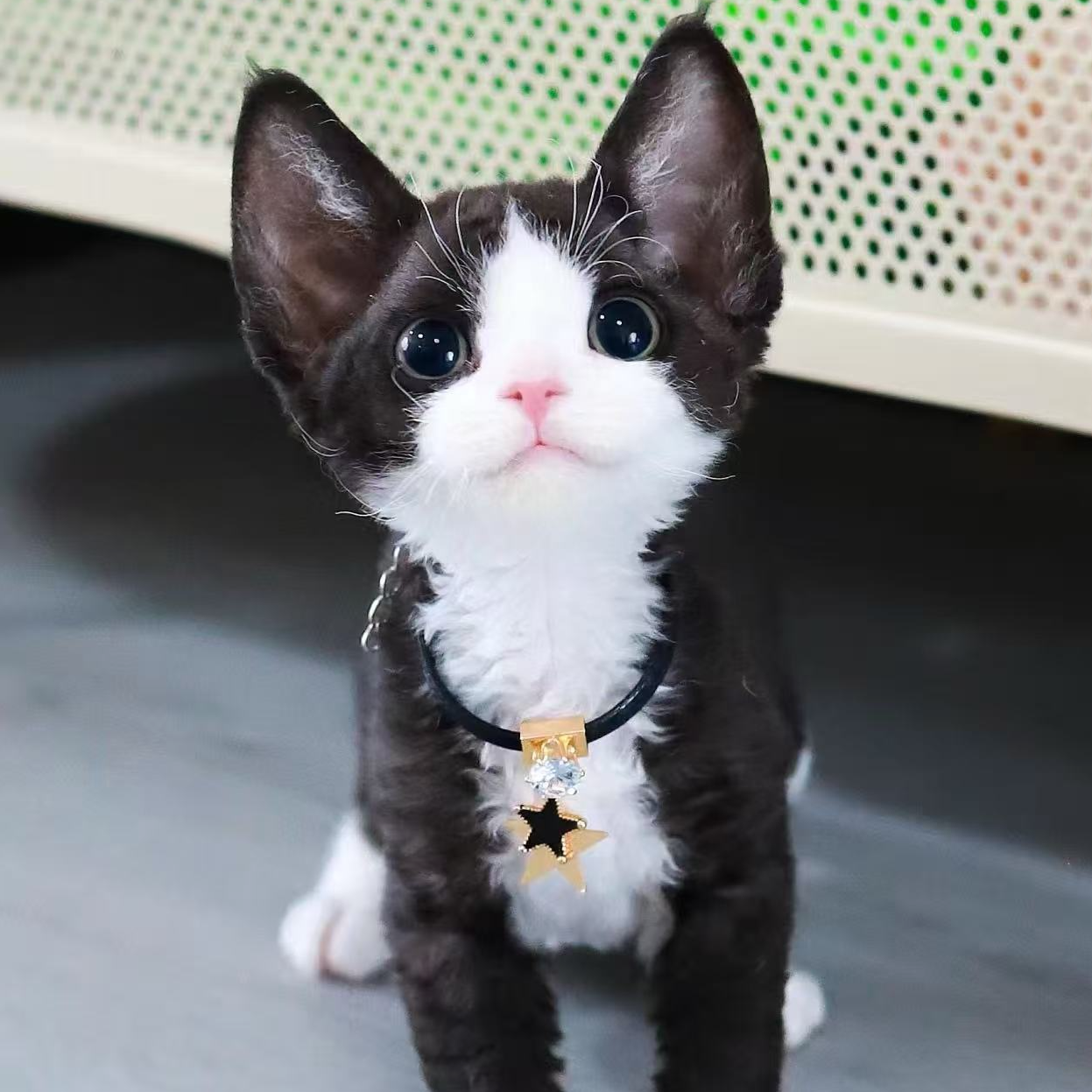 【上喜的德文】德文卷毛短毛宠物猫