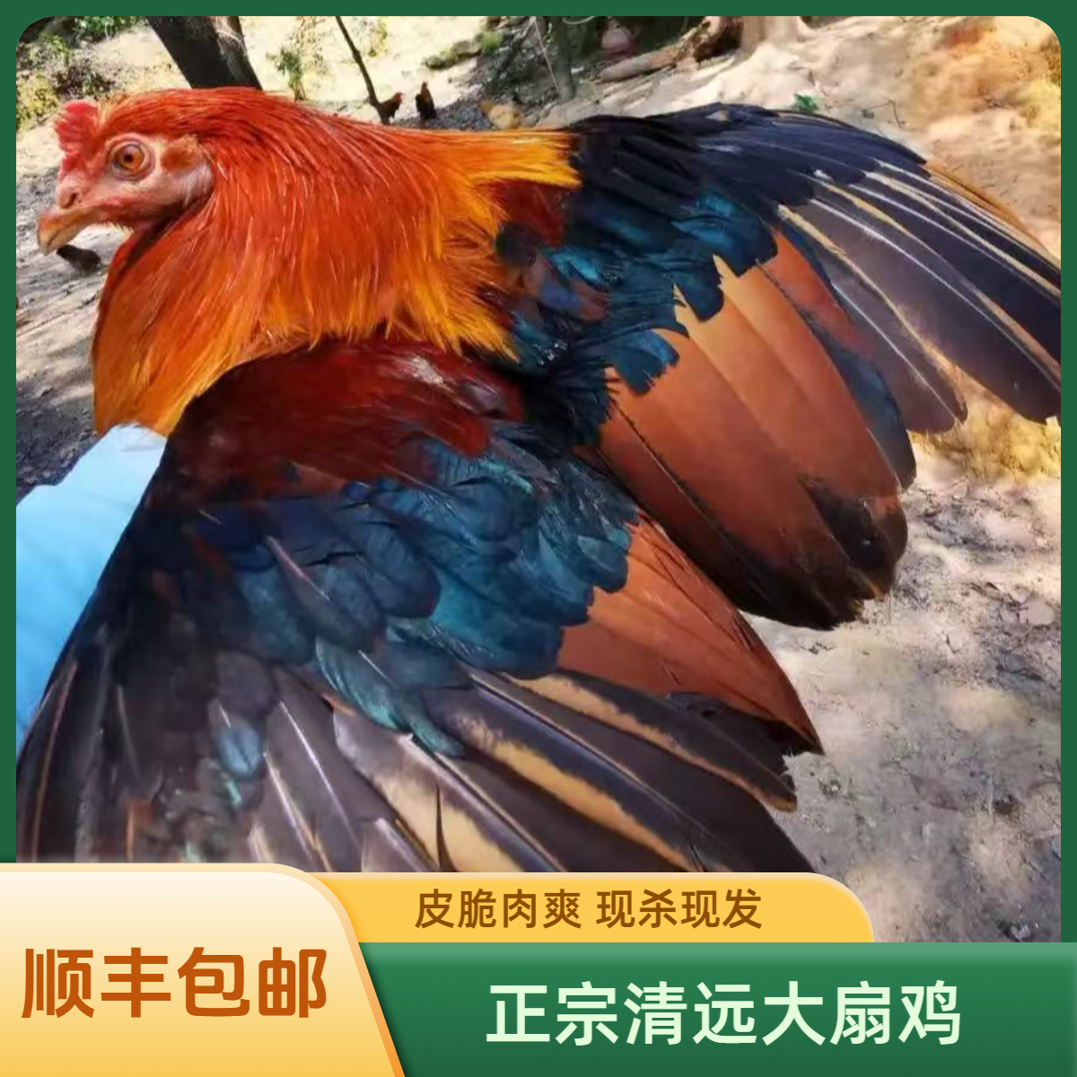 1只清远大扇鸡   养足1年以上