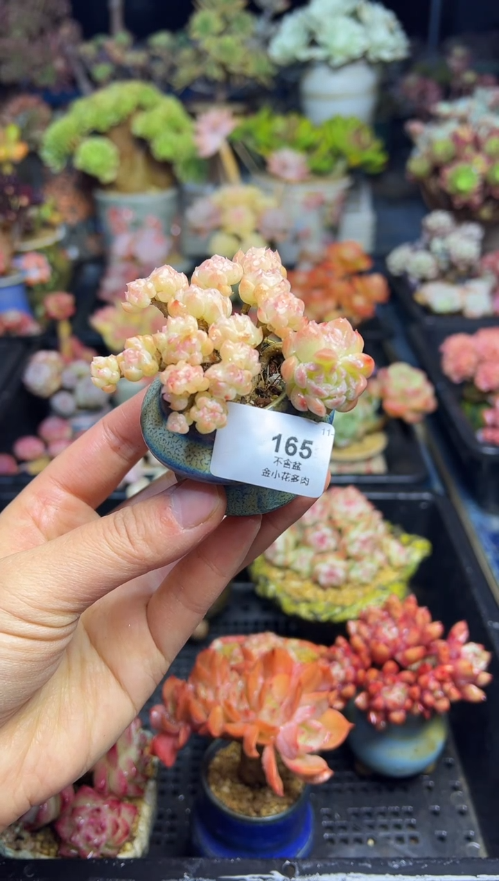 玲***玲165            不带盆