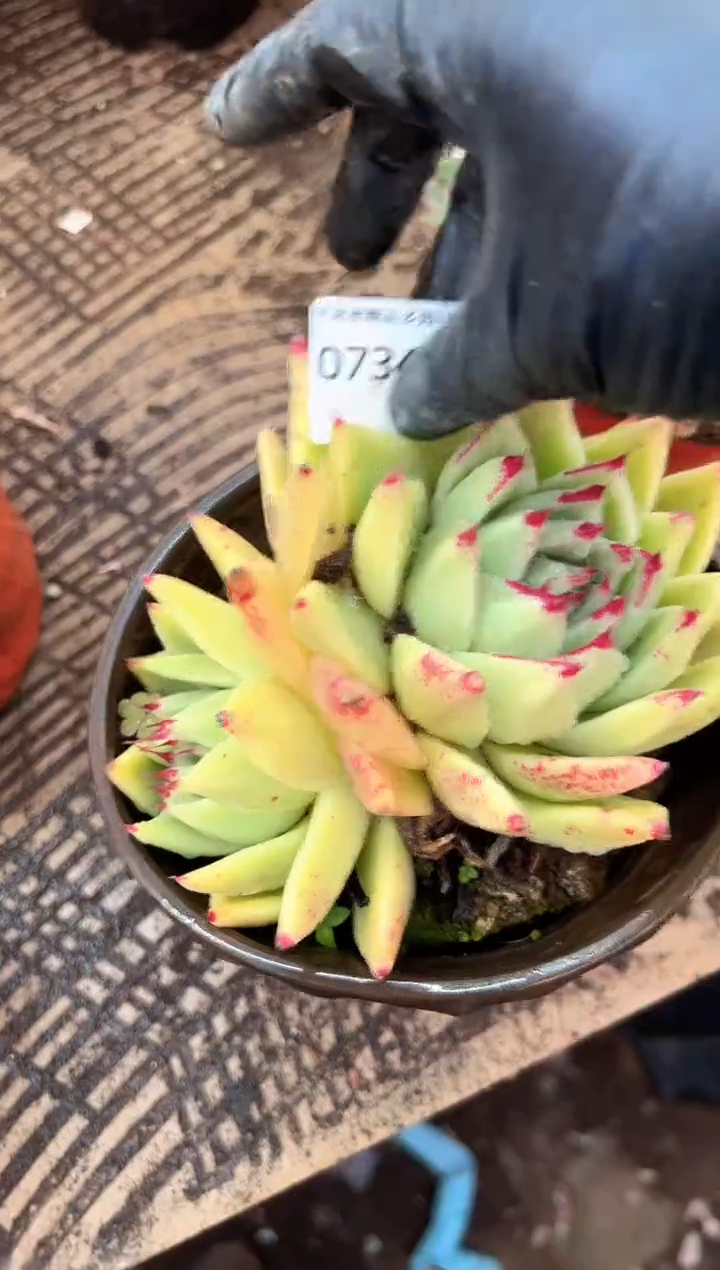 冰*多肉植物一物一拍07347