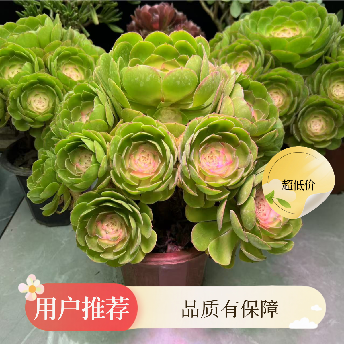 [5年老桩手捧超大号]  白茶仙子 夏天必备 无需光照 懒人植物