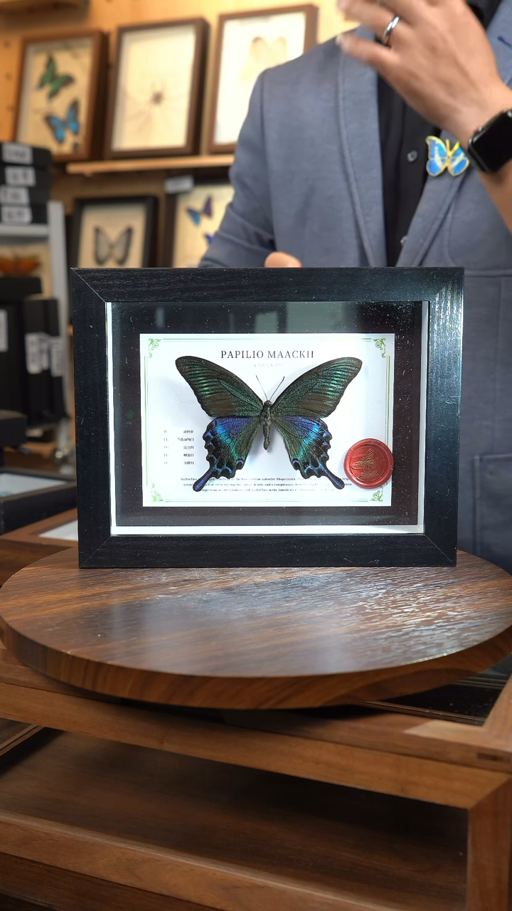 绿带翠凤蝶夏型8寸黑框国风版