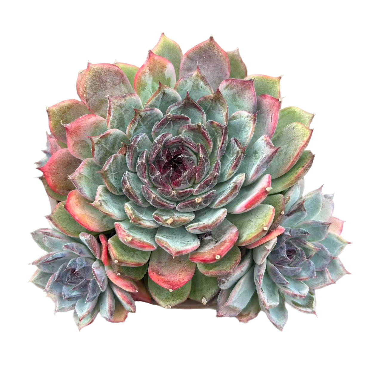 蓝色妖姬带盆土（传承多肉）多肉植物室内绿植净化空气