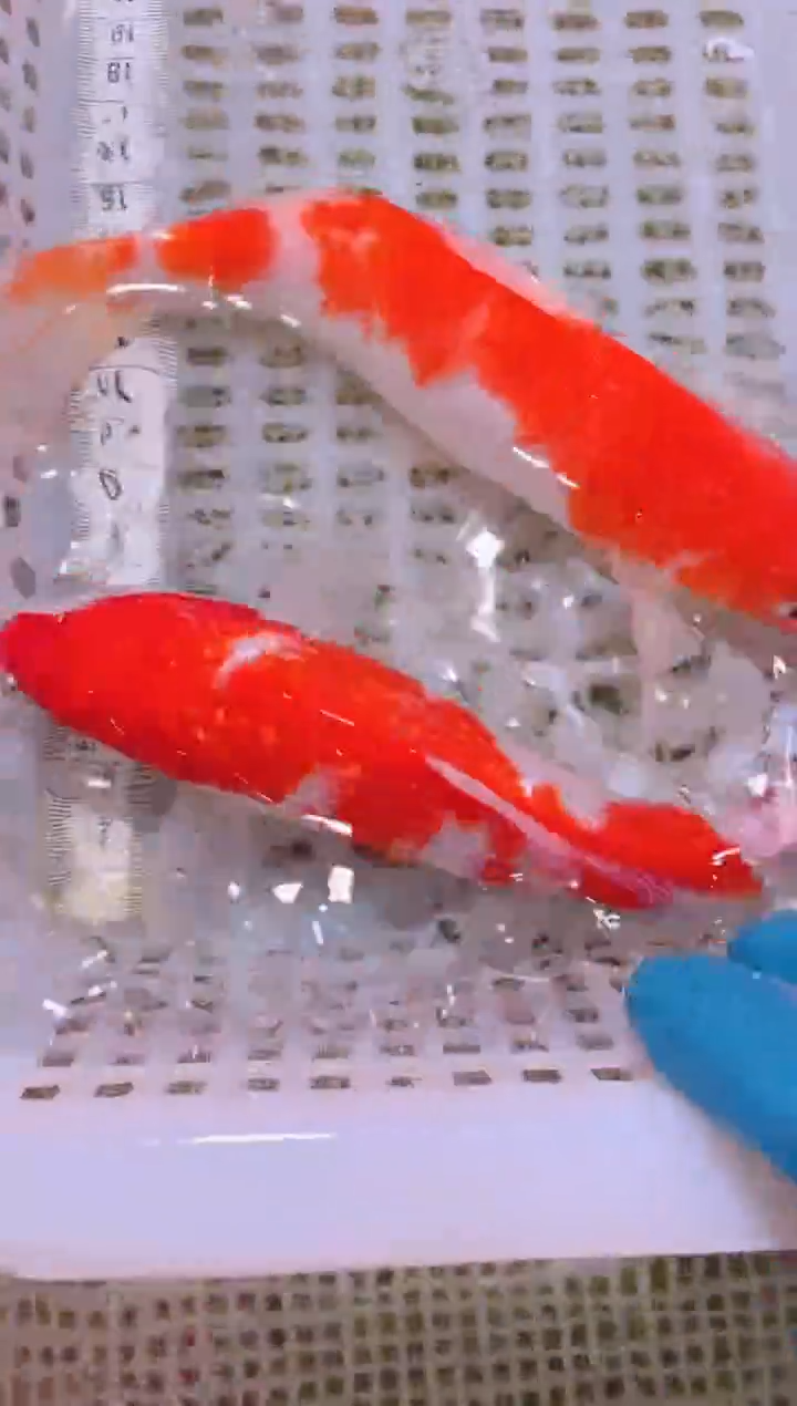 锦鲤冷水观赏鱼全场包邮135