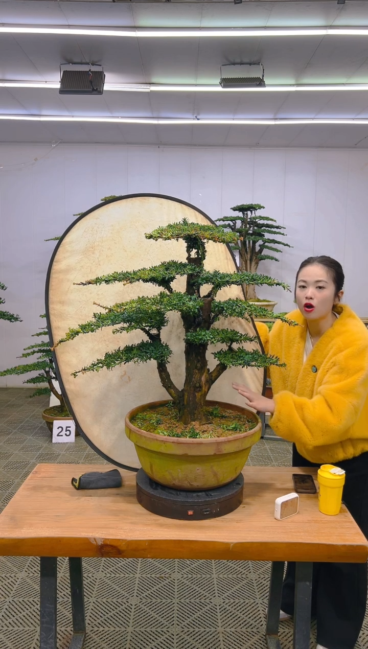 无花朵高端盆景一物一拍