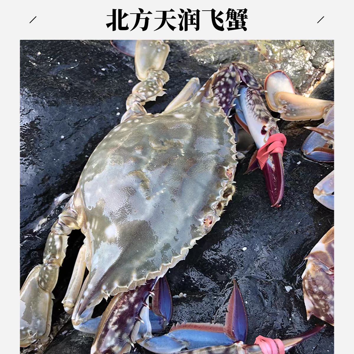 【保鲜不保活】活鲜飞蟹 单只3两左右，一斤3-4只，约500 克