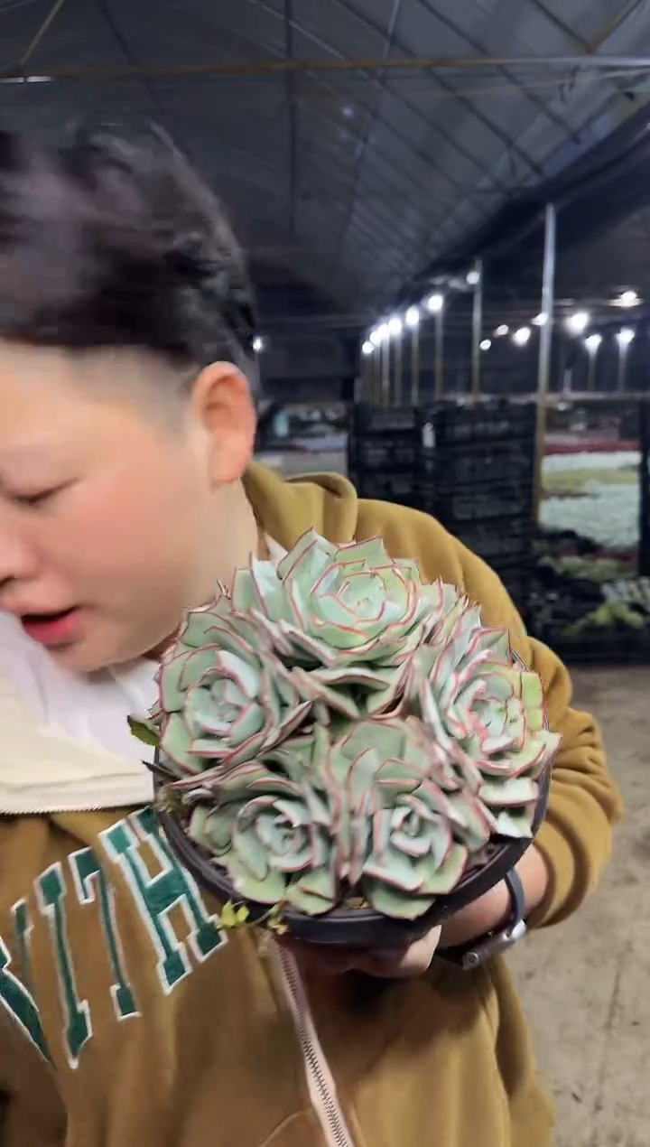 7头起剑司诺娃群19.99