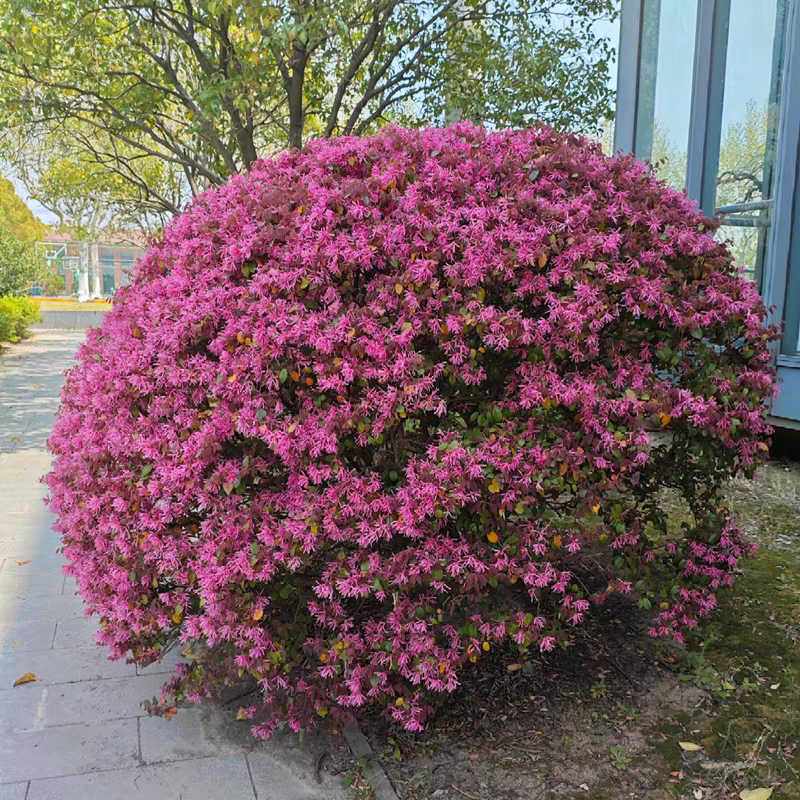 红花继木四季不落叶花卉耐热耐寒庭院好养绿植