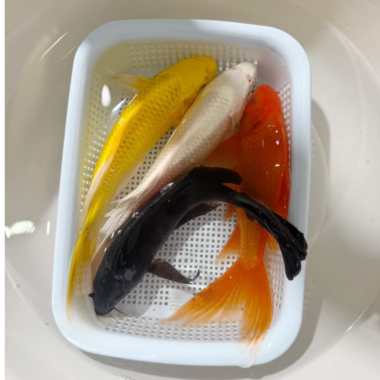 20-25公分冷水淡水观赏鱼多种花色好养耐活