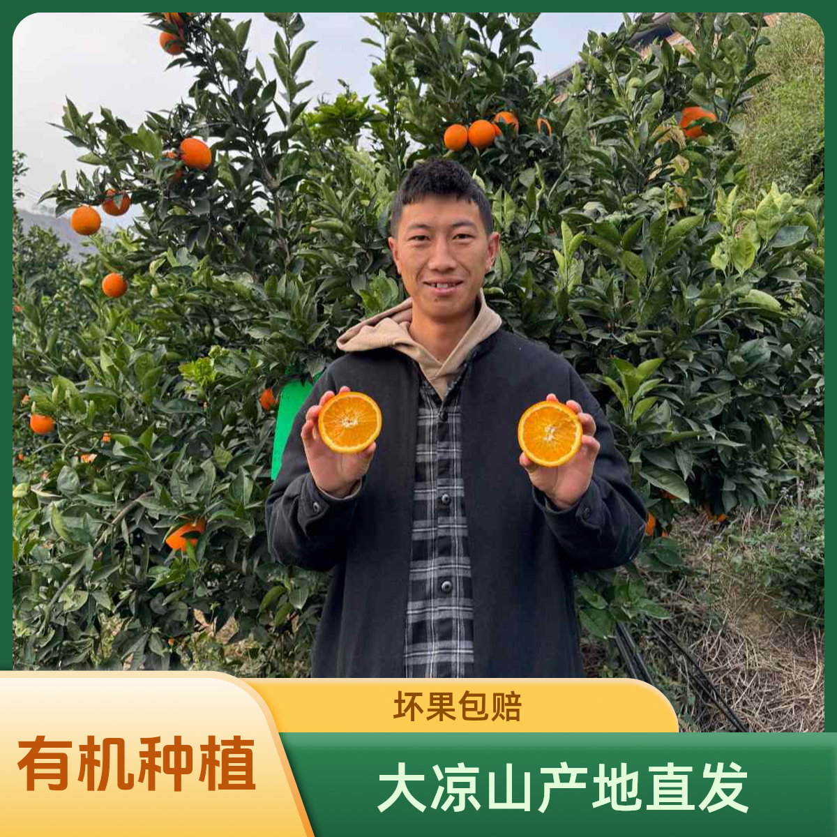 【阿布专属】大凉山正宗雷波脐橙火地波波橙清甜多汁