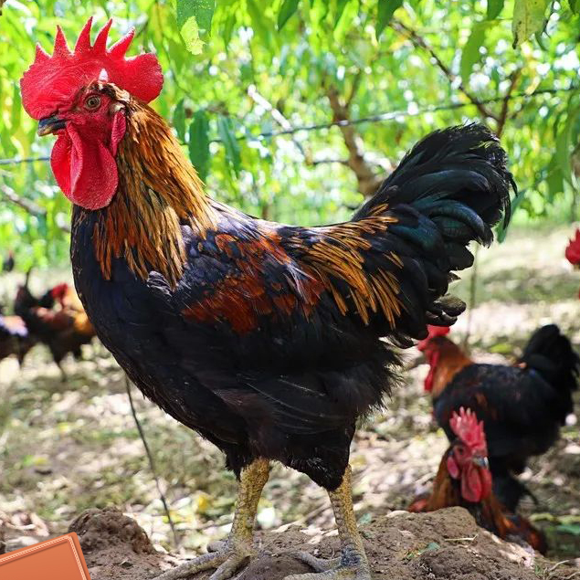 恩施高山 农家散养大公鸡顺丰冷链