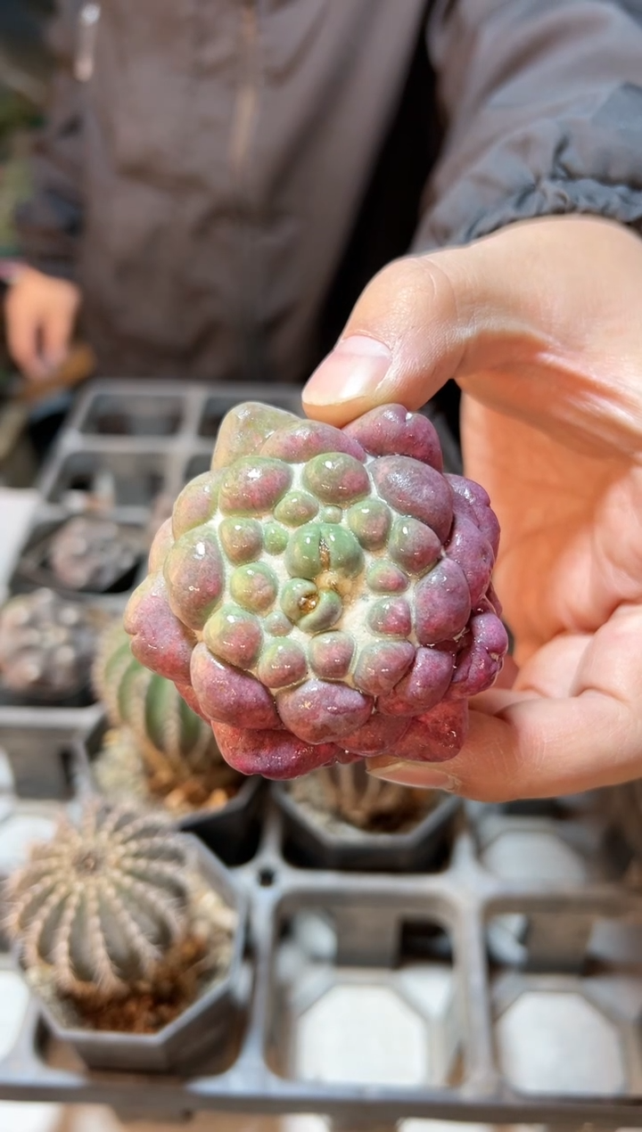 【闪购商品】25号紫肌蜘蛛眼6.3公分