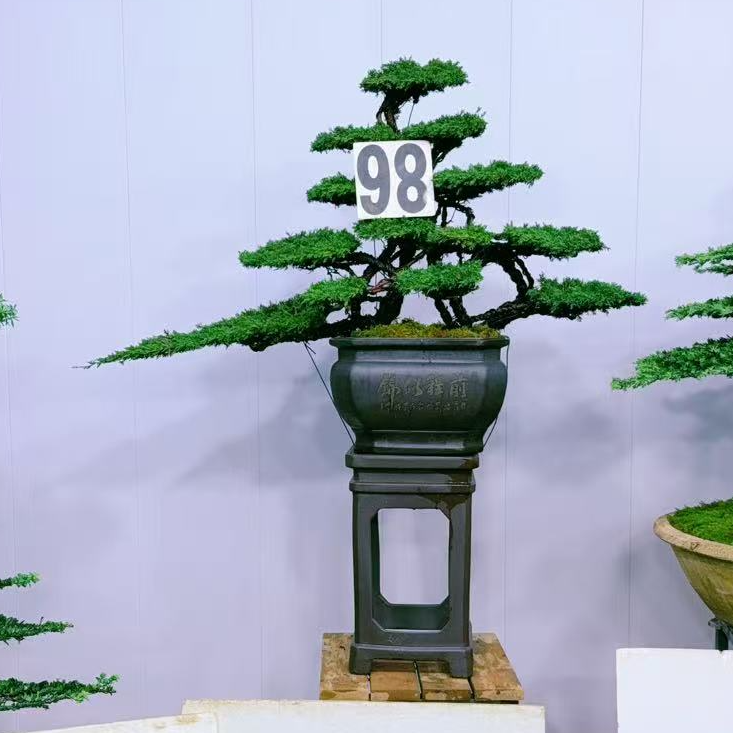 静寻盆景(98号)原生老桩济州真柏迎客 四季常青盆景 高160/宽150