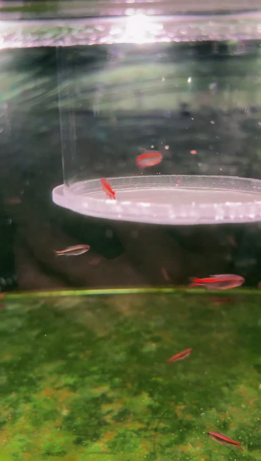 灯科鱼原****啊D10红HY*2