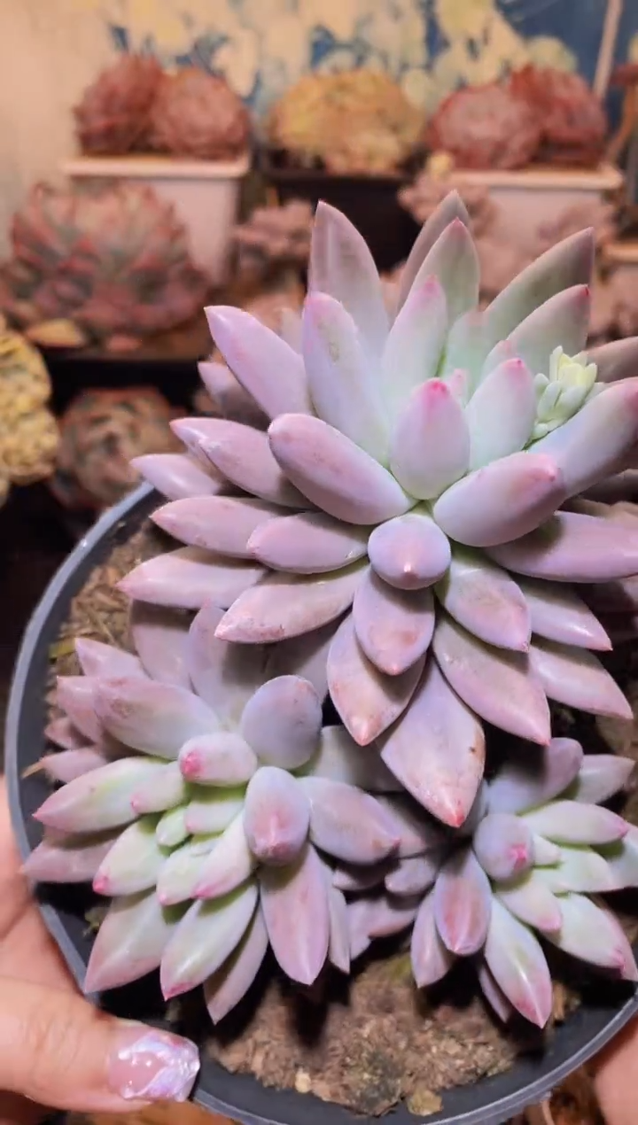 【闪购商品】111虞美人