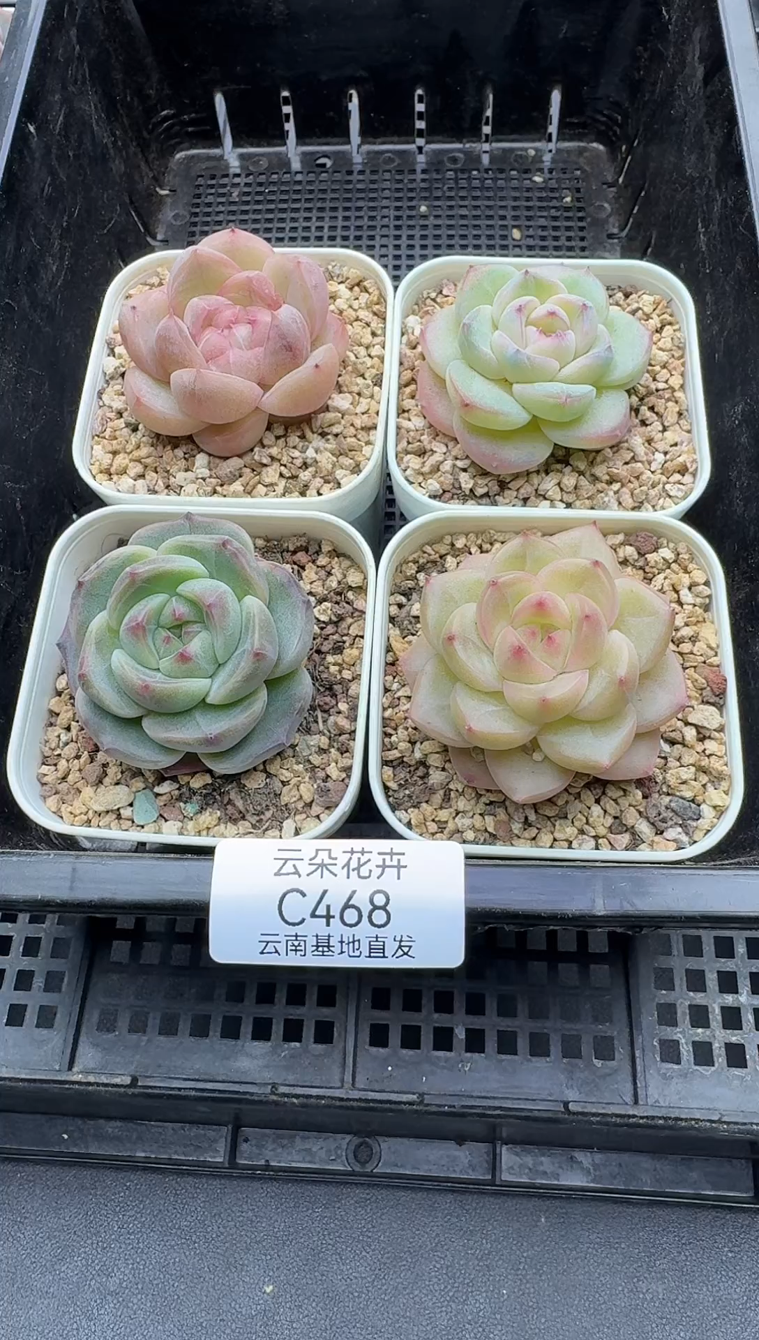 珍妮杂交多肉C468
