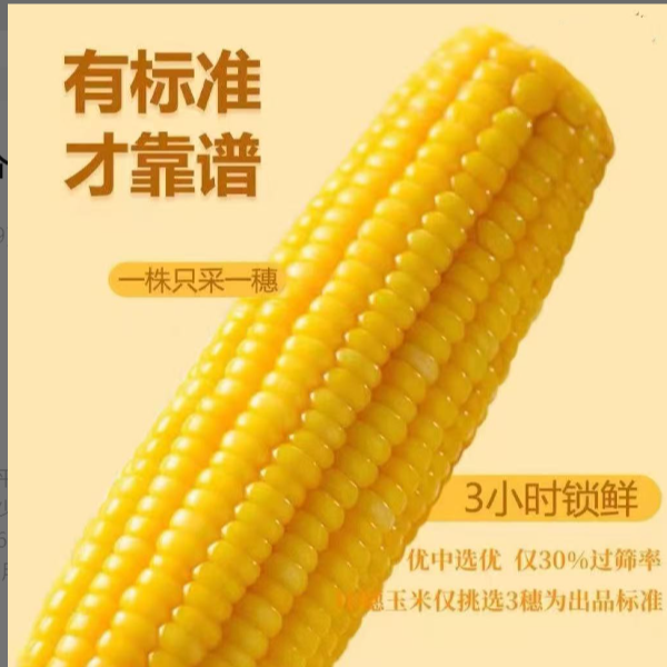 东北黄糯玉米品种 [哈粘5] 香甜软糯真空包装可试吃代餐粗粮