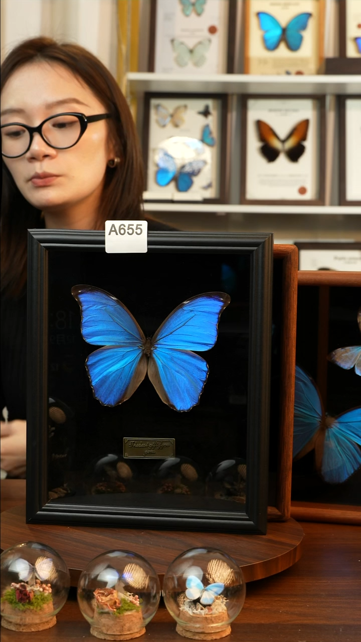 大蓝闪蝶-黑绒（10寸欧式黑框）A655