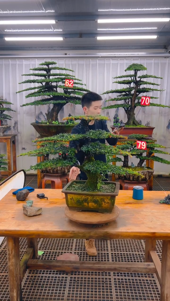 无花朵光***房精品盆景直播间一物一拍