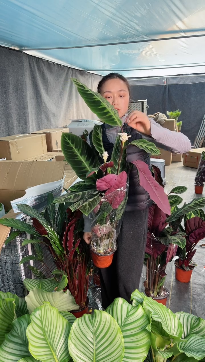 【闪购商品】带花发货紫背天鹅绒