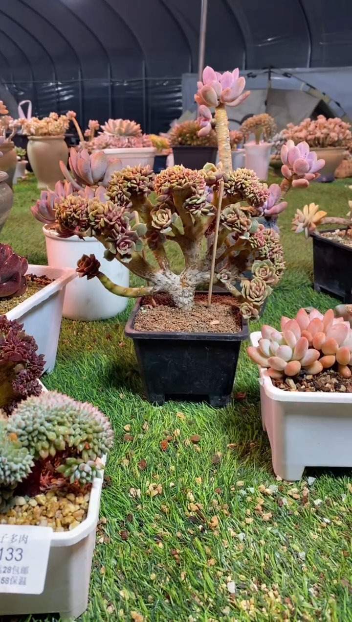 【闪购商品】0134a