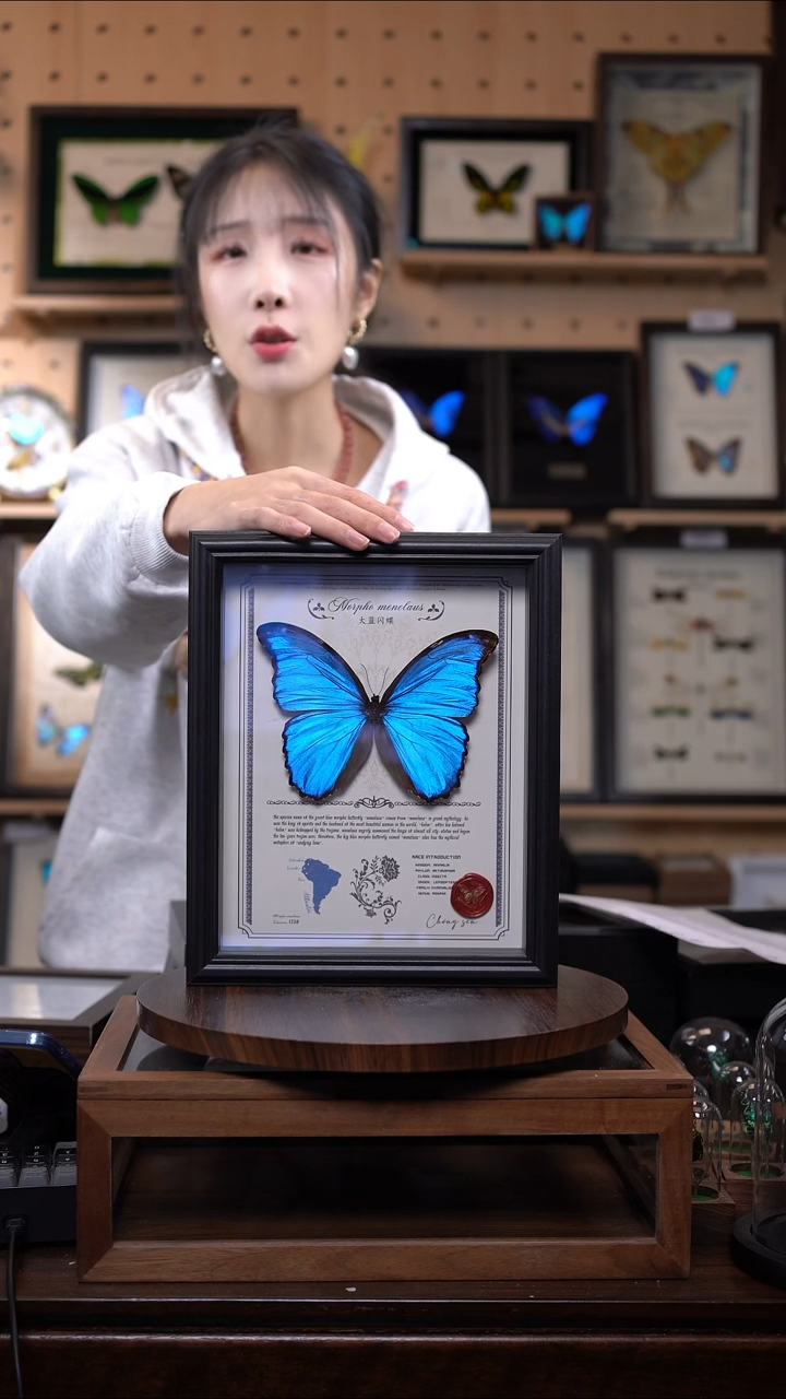 大蓝闪蝶豪华版10寸欧式框（带证书）