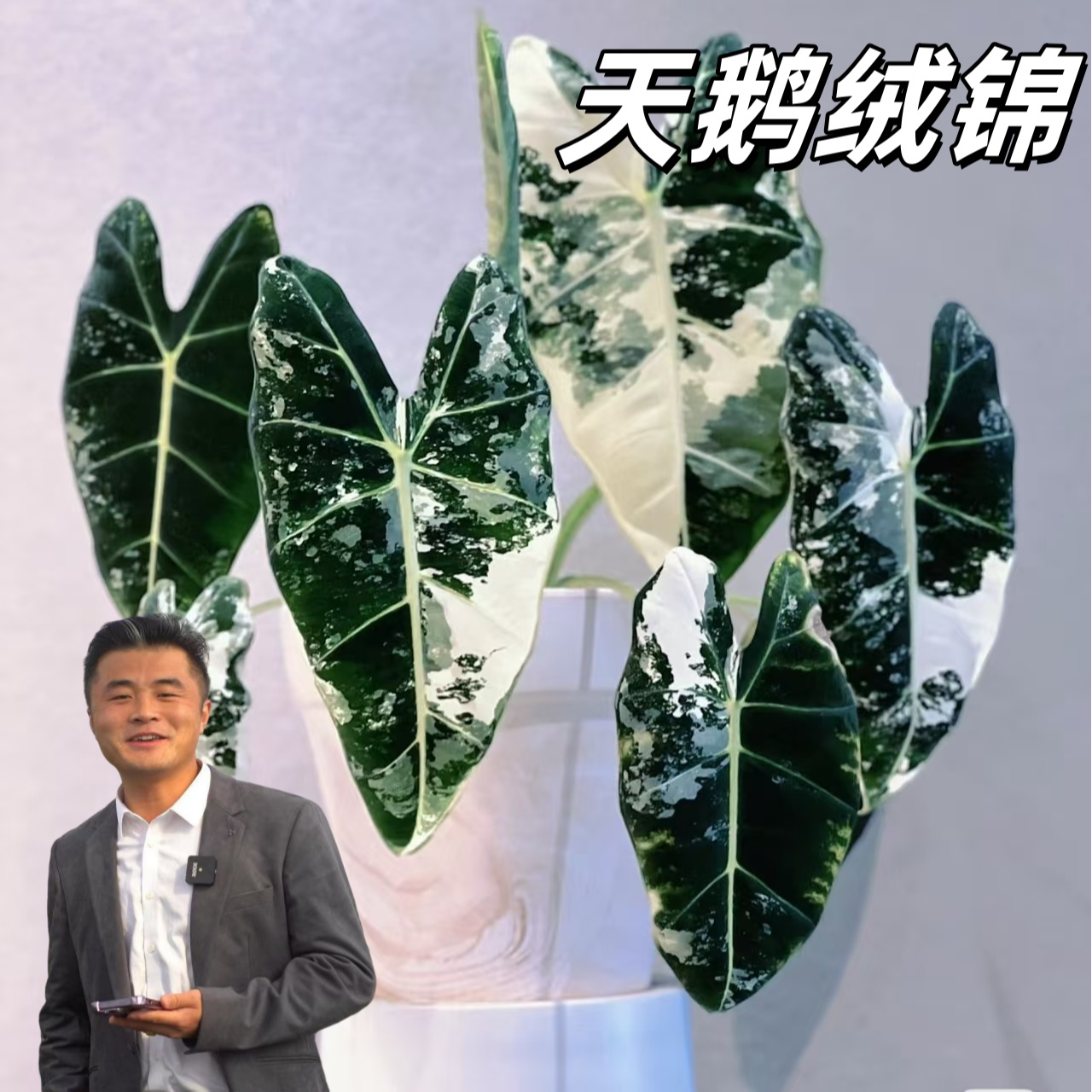 【热植馆绿色】天鹅绒锦盆栽地栽高端植物室内室外均可ins热带绿植
