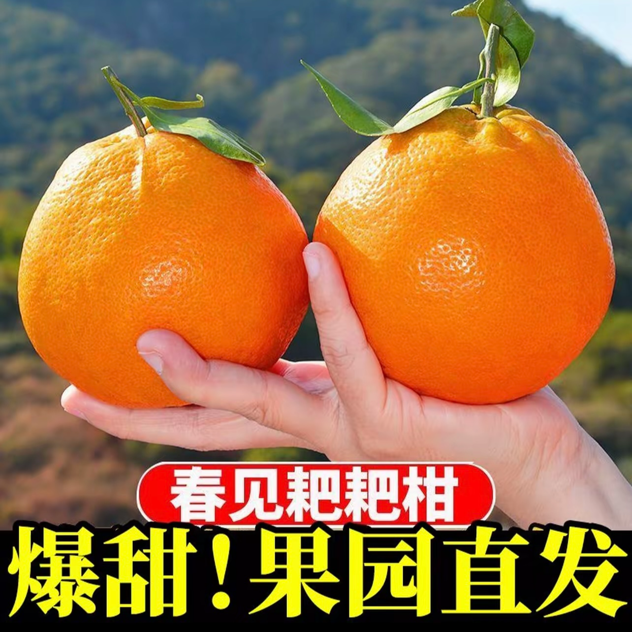 正宗四川春见耙耙柑香甜多汁当季手剥柑水果包邮孕妈妈水果