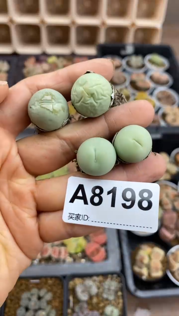 【闪购商品】8198直播一物一拍