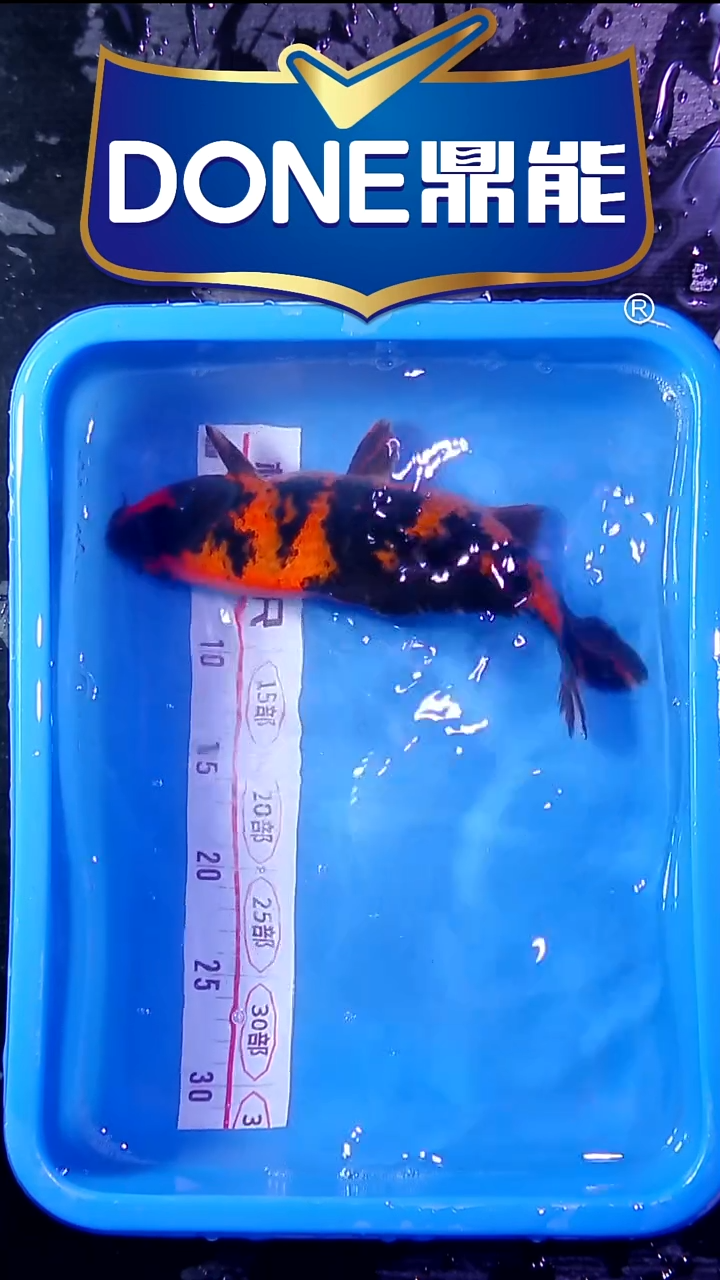 锦鲤鱼悦鱼乐直播间菁选 对版发货 4号