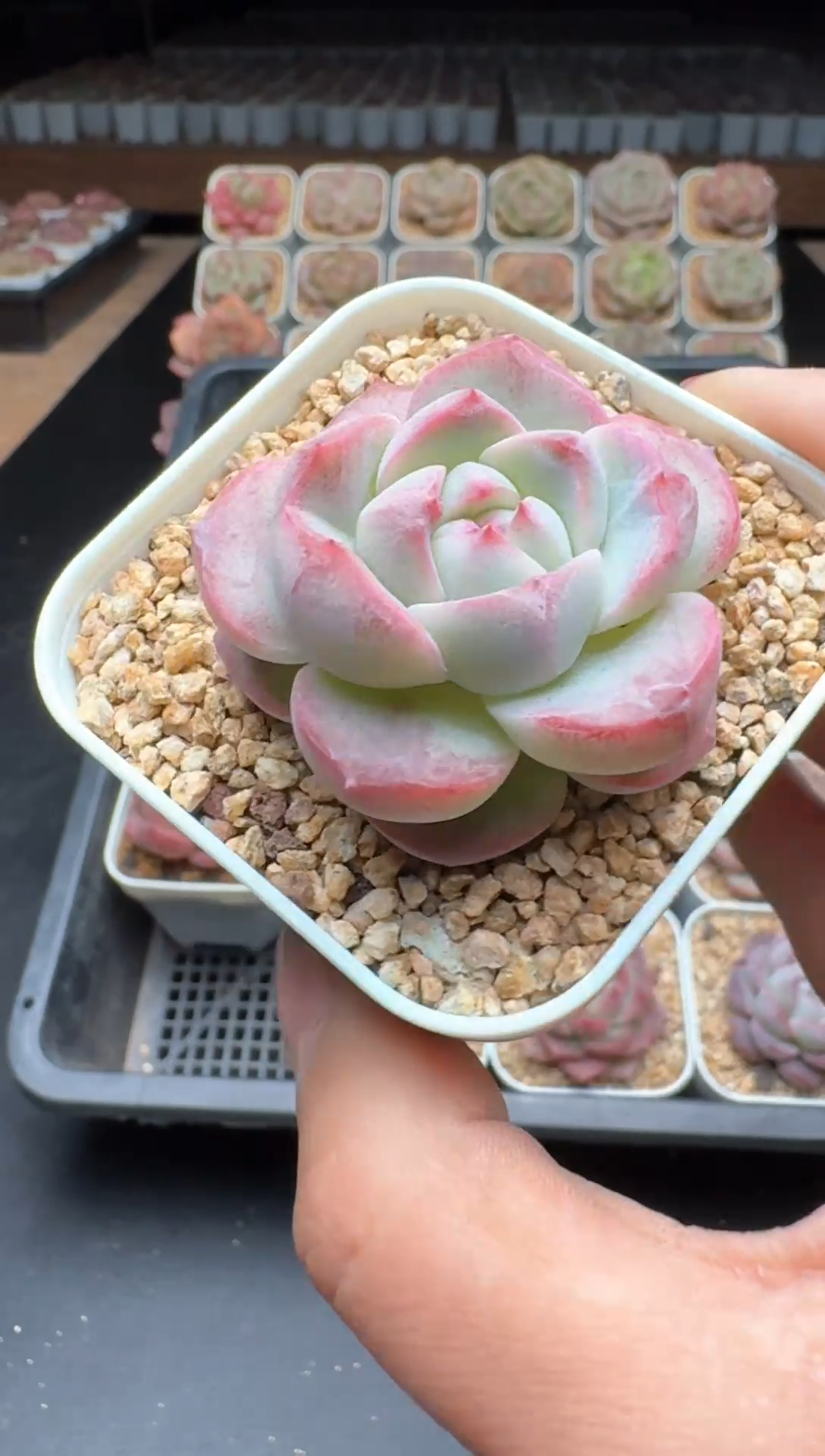 【闪购商品】014号一物一拍珍妮多肉花卉植物3颗起发