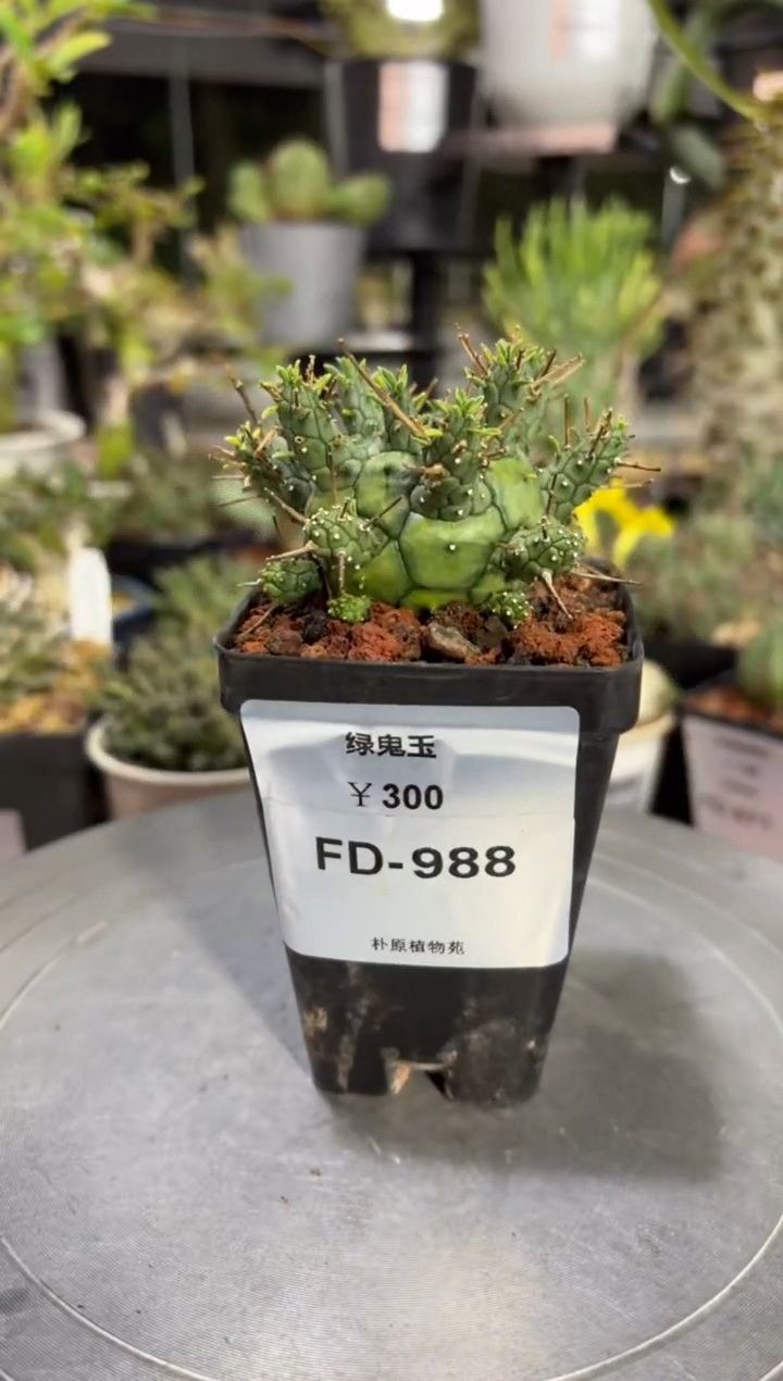 绿鬼玉大戟FD-988